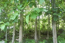 Teak Forest
