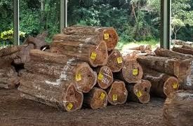 Teak Forest