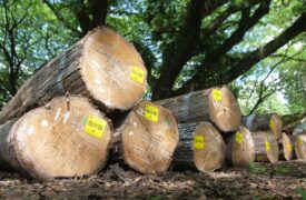 Teak Forest
