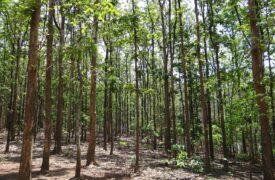 Teak Forest